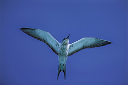 Fascinating Sooty Tern in its natural habitat on the Hawaiian Islands