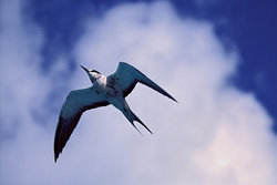 Fascinating Flying Sooty Tern soaring over the Hawaiian Islands