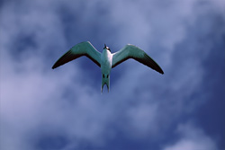 Fascinating Flying Sooty Tern (Sterna fuscata) on Eastern Island, Hawaii