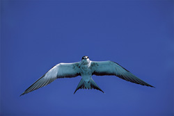 Fascinating Sight: Sooty Tern in its natural habitat