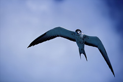 Witness the elegant Sooty Tern in its natural habitat on Midway Island
