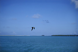 Fascinating Sooty Tern - majestic over the Pacific