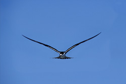 Fascinating Sooty Terns on Eastern Island and Spit Island