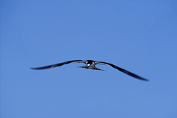 Fascinating Sooty Tern elegantly glides over the sea on the Hawaiian Islands