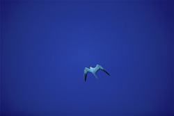 Fascinating Sooty Tern on Eastern Island in the Pacific