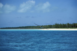 Discover Fascinating Sooty Terns on the Midway Islands