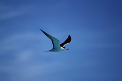 Discover the Fascinating Sooty Tern on the Journey to Eastern Island