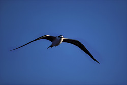 Discover the captivating Flying Sooty Tern off Spit Island
