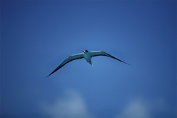 Beautiful shot of a flying Sooty Tern on Eastern Island