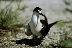 Discover the Beauty of the Sooty Tern on Eastern Island