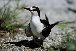 Watch Fascinating Sooty Tern on Nesting Ground in Hawaii