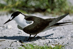 Discover the fascinating Sooty Tern on Eastern Island