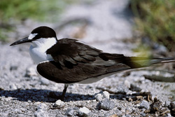 Fascinating Sooty Tern on Eastern Island in Hawaii