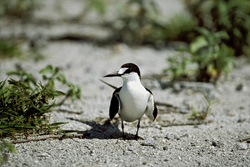 Sooty Tern on former runway