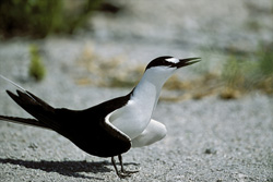Fascinating Sooty Tern - Unique Bird Species on Eastern Island