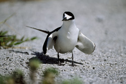 Photograph of a Sooty Tern on the Eastern Islands