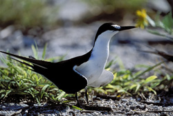 Discover Enchanting Sooty Tern on Eastern Island