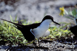 Faszinierende Rußseeschwalbe auf Eastern Island in den nordwestlichen hawaiianischen Inseln