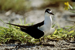 Discover the World of the Sooty Tern on Eastern Island