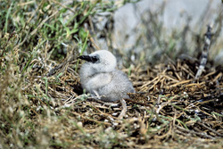 Discover the beauty of a Sooty Tern chick on Midway Island