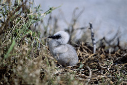 Adorable Sooty Tern Chick at Eastern Island