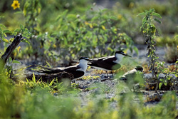 Adorable Sooty Terns with chicks in their natural habitat on Eastern Island, Hawaii