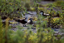 Discover the Grace and Beauty of Sooty Terns with Chicks in Hawaii