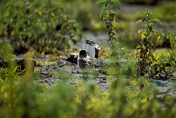 Explore the Fascinating World of Sooty Tern Families on Eastern Island
