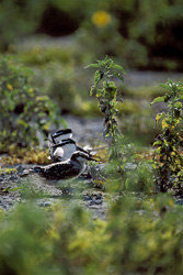 Fascinating Capture of Sooty Terns with Chicks on Eastern Island, Hawaii