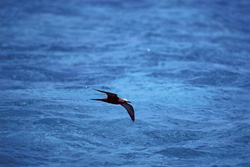 Captivating Brown Noddy in its natural habitat