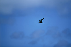 Fascinating Aerial Skills of the Brown Noddy in Hawaii