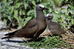 Discover the fascinating Brown Noddy with chick in the Hawaiian Islands