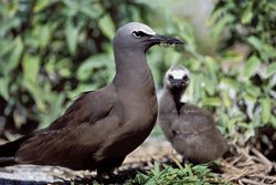 Brown Noddy with chick observed on the Hawaiian Islands