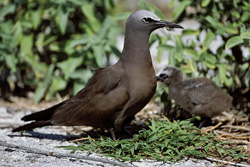 Discover the adorable Brown Noddy and its chick in the Hawaiian Islands