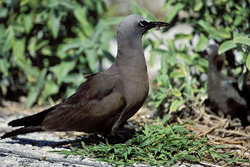 Discover the Brown Noddy on a dreamy island in the Pacific