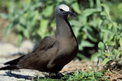 Brown Noddy on the Ground