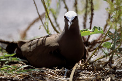 Discover the fascinating Brown Noddy on the ground in the Hawaiian Islands
