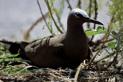 Discover the fascinating Brown Noddy on the ground in Midway, Hawaiian Islands