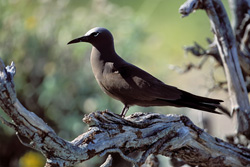 Fascinating Brown Noddy perched on a tree at sunset