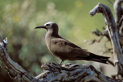 Brown Noddy on the tree