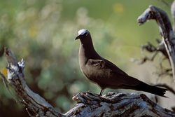 Brown Noddy perched on a tree in a picturesque sunset