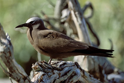 Photograph of a Brown Noddy on a tree during sunset on Midway Island, Hawaii