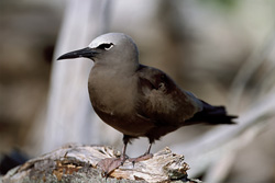 Fascinating Brown Noddy perched on the tree in Hawaii