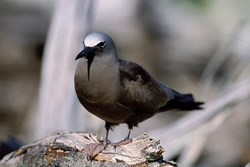 Brown Noddy observing the sunset from a tree on Midway Island, Hawaii