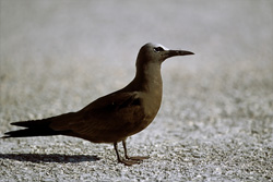 Brown Noddy on the ground in the Hawaiian Islands