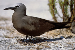 Noddy Tern