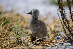 Adorable Brown Noddy (Anous stolidus) chicks on Midway, Hawaiian Islands