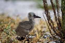 Adorable Brown Noddy Chicks in the Picturesque Setting of Midway, Hawaiian Islands