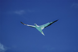 Fascinating Red-footed Booby observes the deep blue sea