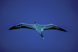 Red-footed Booby over the ocean scanning for fish prey